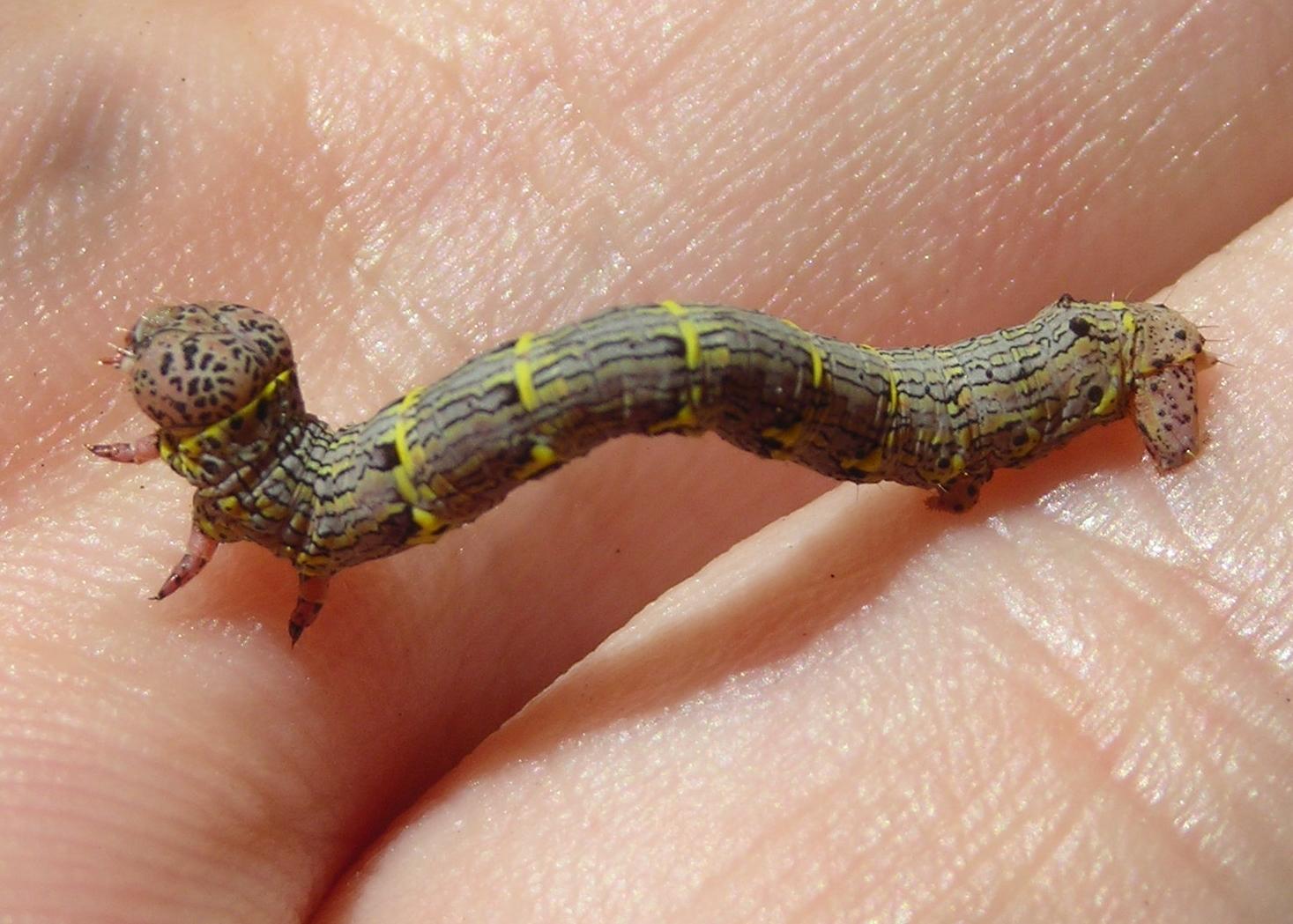 Geometriidae elbano